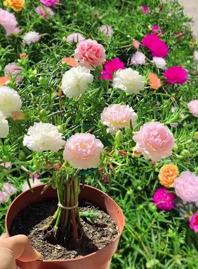 重瓣太阳花种籽四季播种开花七彩花种室内外阳台盆栽易活花卉花籽