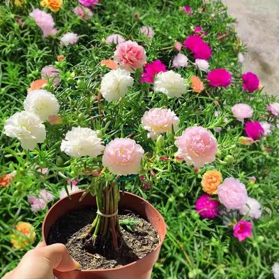 重瓣太阳花种籽四季播种开花七彩花种室内外阳台盆栽易活花卉花籽