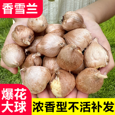 香雪兰种球四季多年生花香浓郁重瓣小苍兰好养活盆栽带牙球根种子