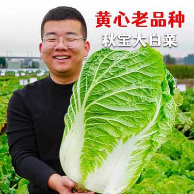 山东大白菜种子种籽孑子籽种四季秋冬小义和秋黄心卷心包头白莱籽