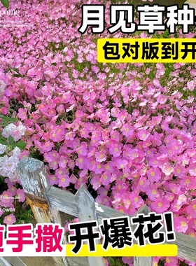 美丽月见草种子四季播种开花地被花籽阳台室内外宿根盆栽花种籽子