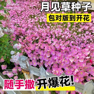 美丽月见草种子四季播种开花地被花籽阳台室内外宿根盆栽花种籽子