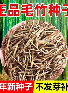 竹子种子四季常青庭院紫竹黄金竹罗汉竹籽耐寒南北方护坡毛竹种籽