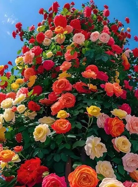 蔷薇花种籽子室内外花籽爬墙植物四季播种庭院爬藤月季玫瑰花种子