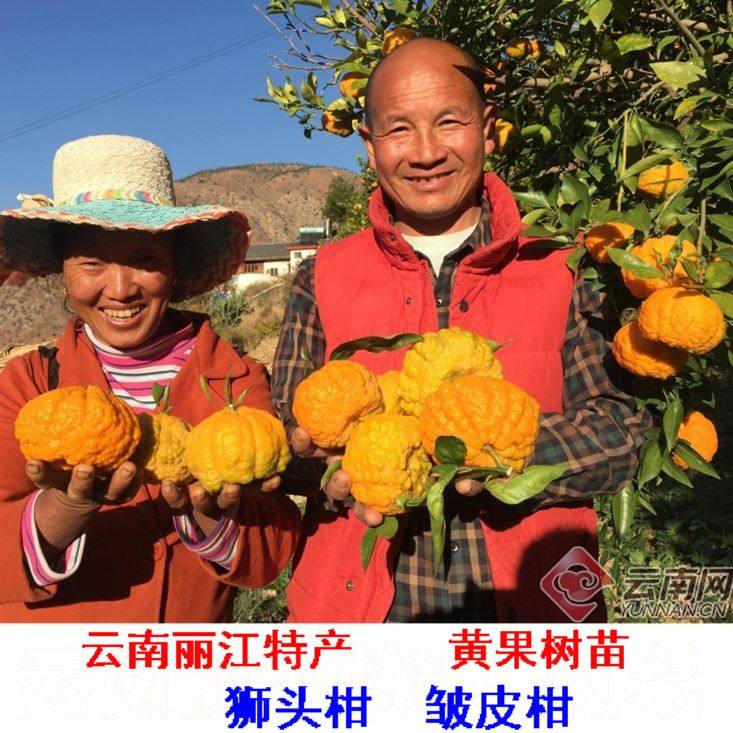 云南稀有树苗黄果树苗盆栽庭院观果食用四季常青果树苗带土南北方