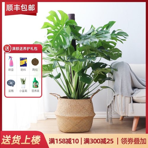 Monstera deliciosa large bonsai greenery large plant monst