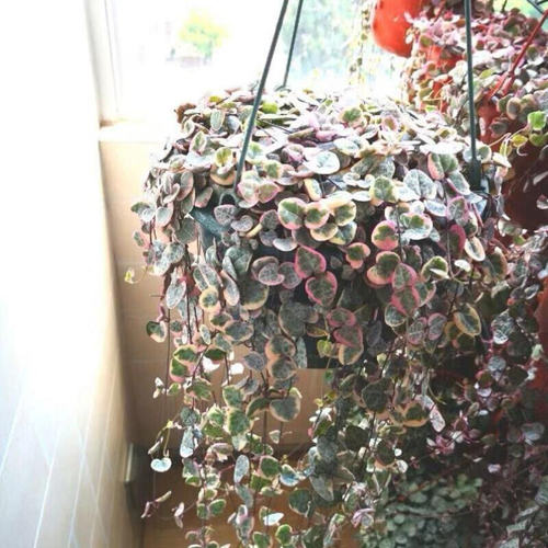 极速[Succulent plant] Ceropegia woodii yuzhiyun indVoor Juyi