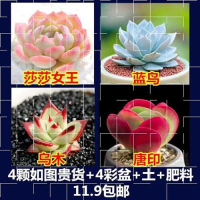 极速Remove combination peach egg absorbing formaldehyde luxu