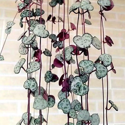 极速[Succulent plant] Ceropegia woodii yuzhiyun indoor Juyi