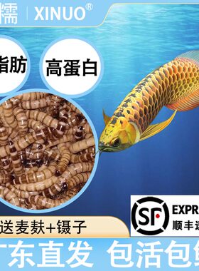 大麦虫面包虫黄粉虫蛋白虫