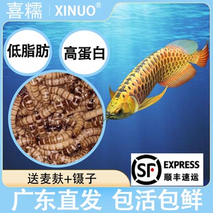 大麦虫活虫饲料面包虫活虫竹虫仓鼠乌龟守宫宠物活物粮食虫子包活