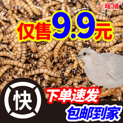 大麦虫活虫鲜活面包虫黄粉虫仓鼠蜥蜴守宫饲料粮食活体高蛋白虫子