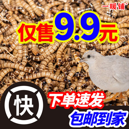 大麦虫活虫鲜活面包虫黄粉虫仓鼠蜥蜴守宫饲料粮食活体高蛋白虫子
