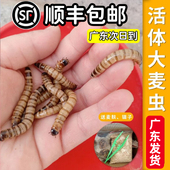 大麦虫活物虫子高蛋白黄粉虫仓鼠观赏鱼鲜活面包虫爬宠物粮食饲料