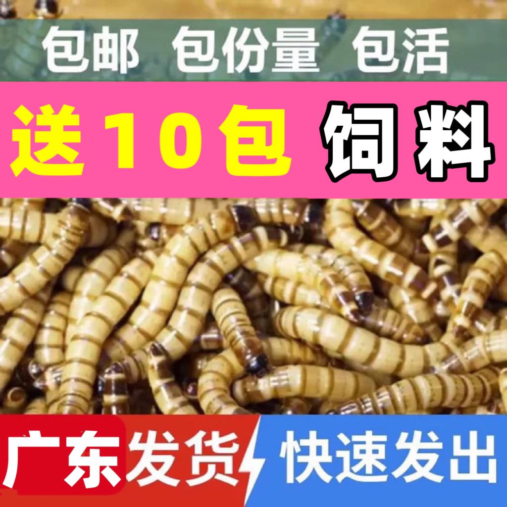 大麦虫活体黄粉虫面包虫图片