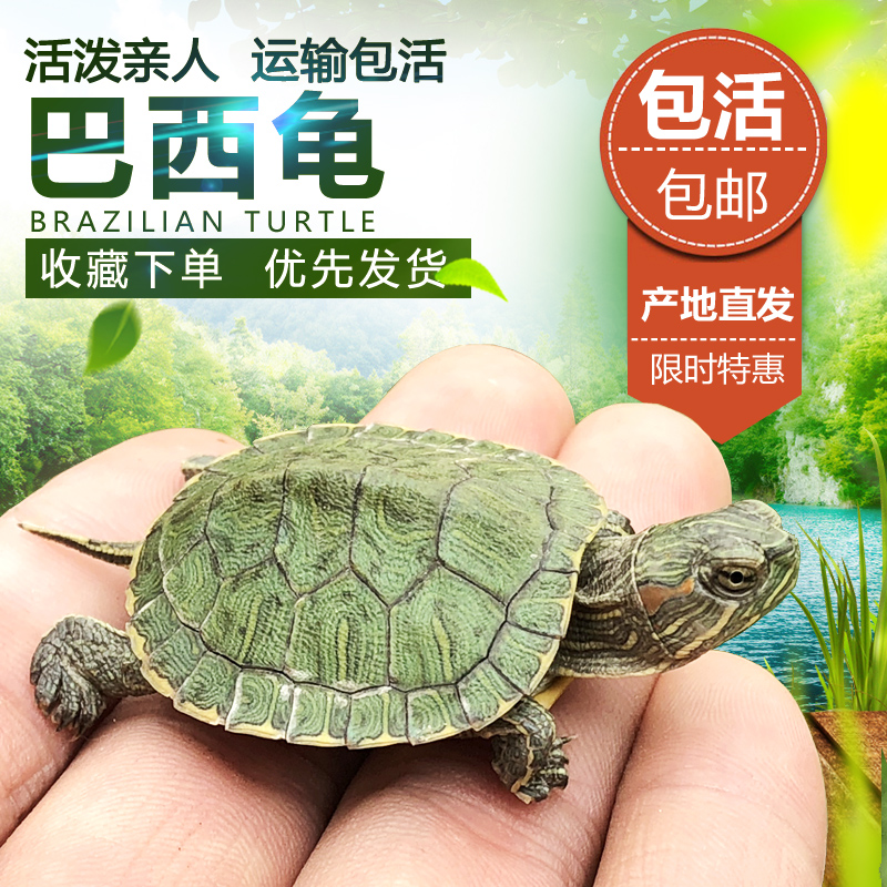巴西龟小乌龟活体活物绿色彩色长寿龟宠物水龟观赏中华草龟红耳龟