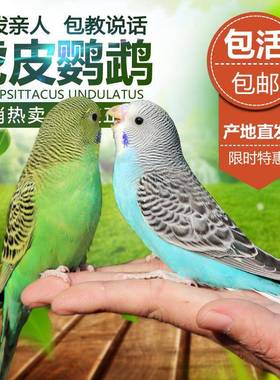 鹦鹉活鸟活物家养宠物小鸟云斑鹦鹉中小型会说话手养虎皮鹦鹉包活
