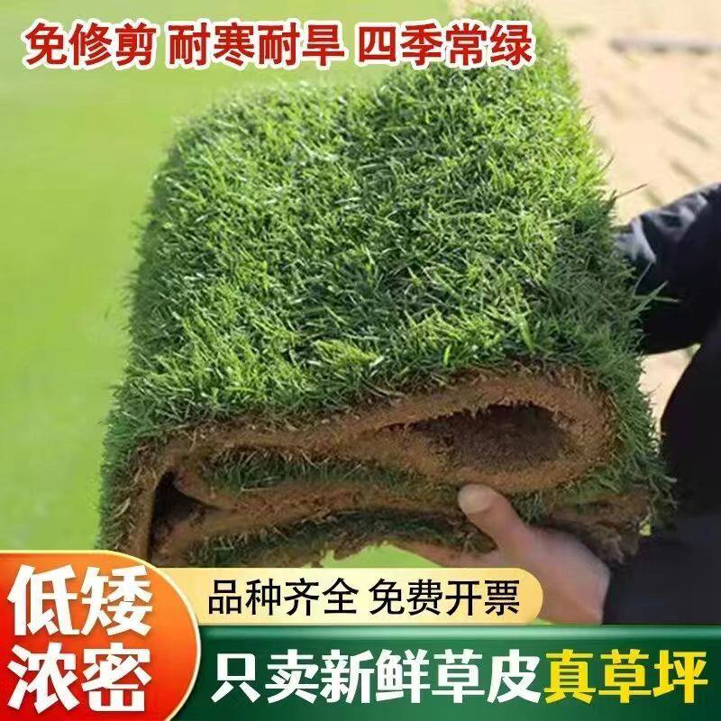 真草皮真草坪带泥土地毯草台湾草别墅庭院工程绿化矮生马尼拉草坪