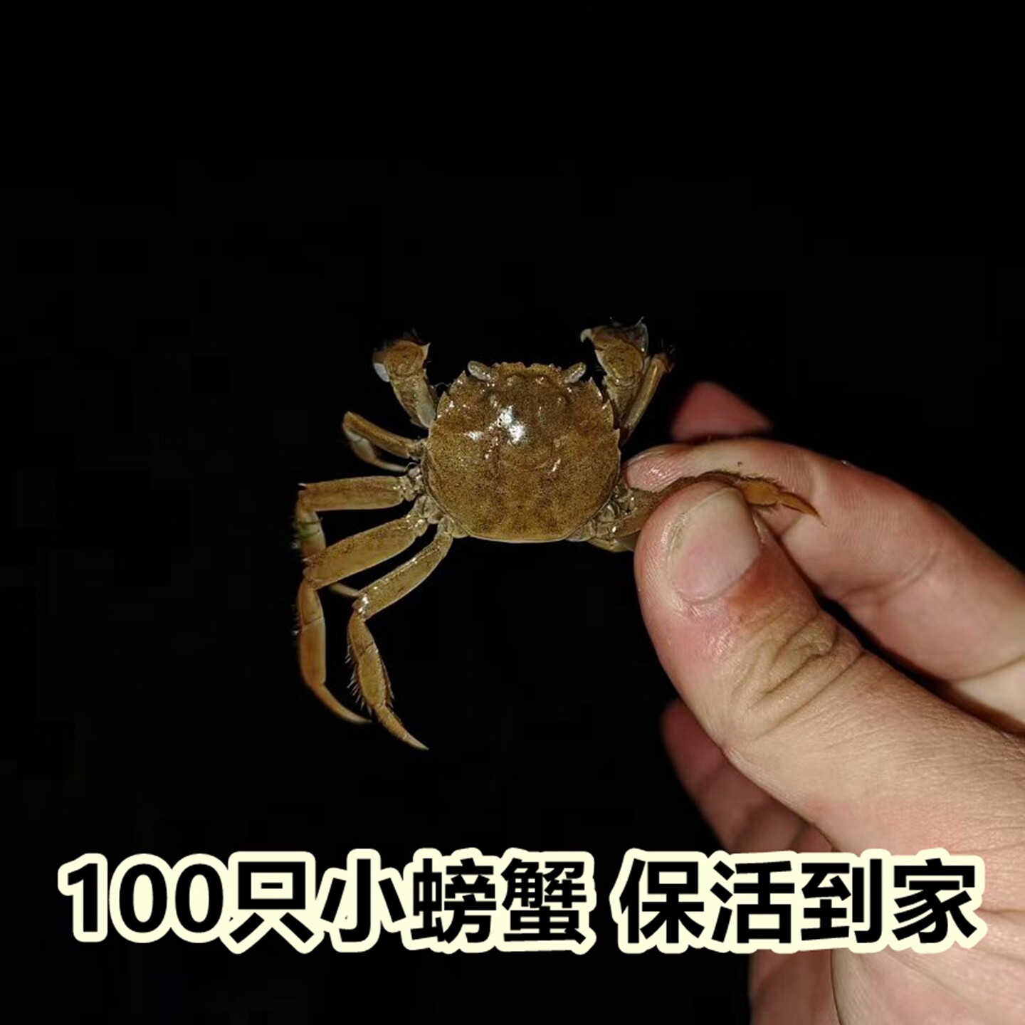 淡水河蟹小螃蟹盘锦大闸蟹鲜活蟹100只养殖稻田蟹蟹苗幼苗包邮