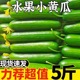 即食可生吃蔬菜 现摘现发 山东脆嫩水果小黄瓜新鲜无刺青瓜应季