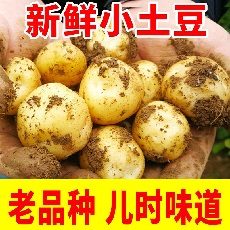 正宗湖北恩施小土豆包邮新鲜士豆黄心软糯现挖蔬菜农家马铃薯洋芋