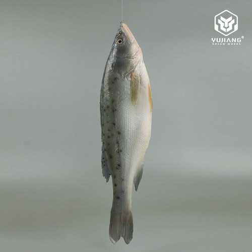 御匠梦工厂仿真海鲈鱼模型