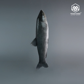 仿真草鱼模型假鱼装 饰摆件深海鱼海鲜水产鱼类装 饰道具海洋馆造景