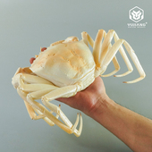 仿真澳洲雪蟹水晶蟹模型白色雪蟹珍宝蟹假海鲜螃水产蟹直播道具