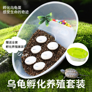 乌龟蛋可孵化套装受精乌龟蛋小乌龟孵化便携养育舱六一儿童节礼物
