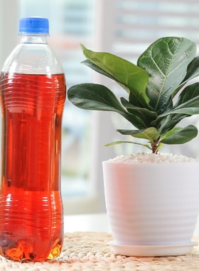 Monstera deliciosa Spathiphyllum ficus lyrata green plants