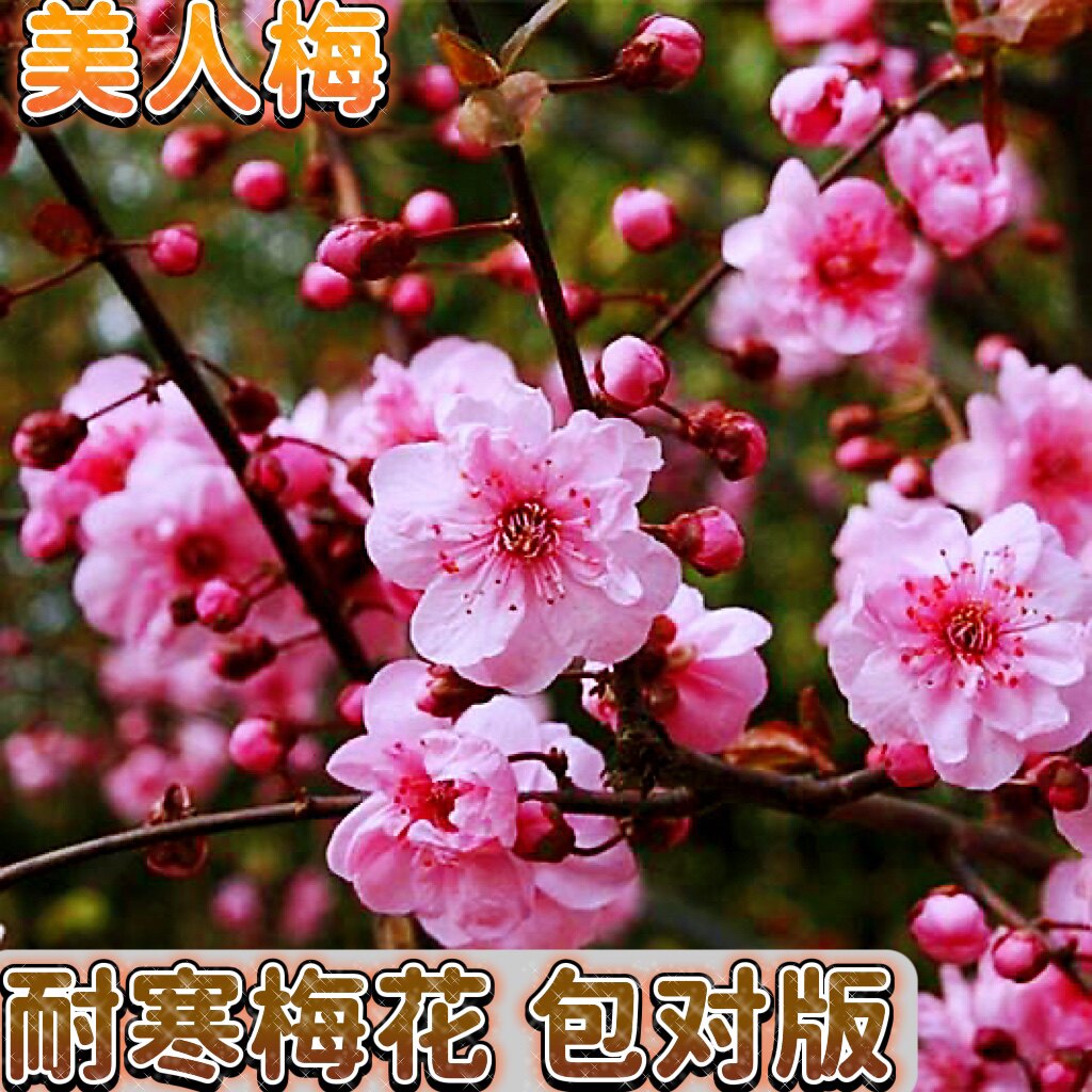 【美人梅】梅花树苗红梅腊梅绿梅造型盆景