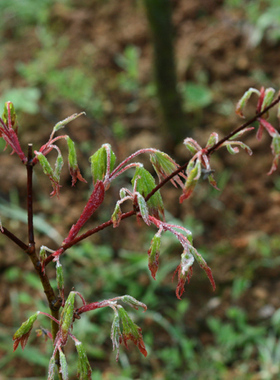 诧人 Acer palmatum‘Wabi bito'日本枫树