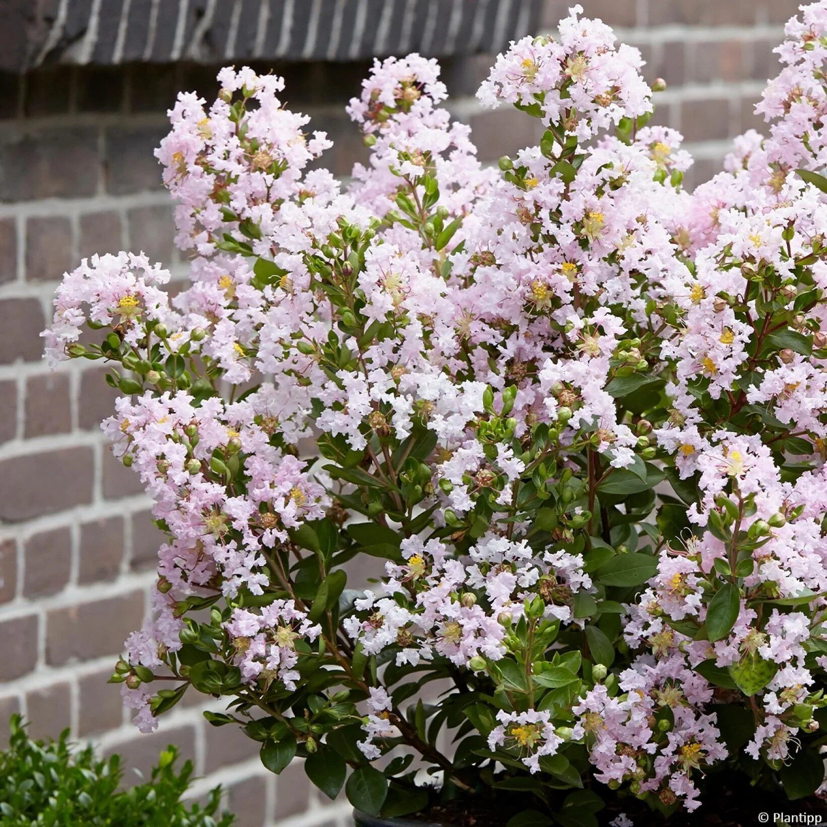 意大利紫薇：可爱宝贝Lagerstroemia indica With Love Babe