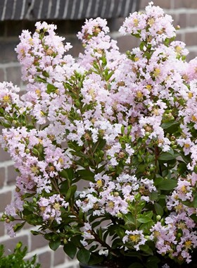 意大利紫薇：可爱宝贝Lagerstroemia indica With Love Babe