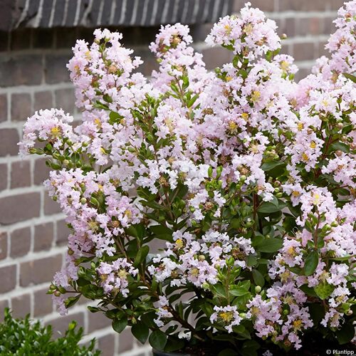 意大利紫薇：可爱宝贝Lagerstroemia indica With Love Babe