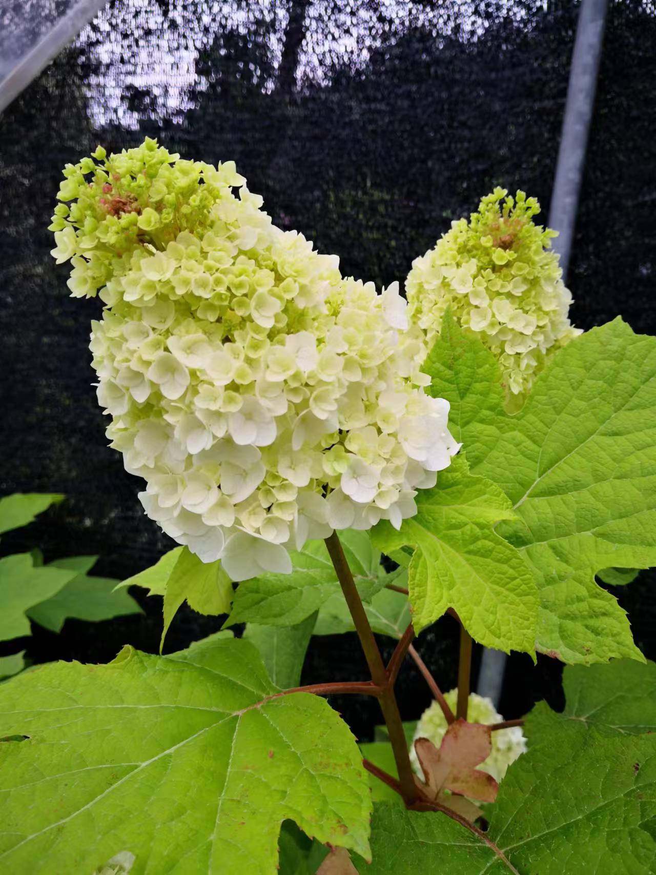 日本木绣球和声栎叶绣球进口母本扦插包对版实拍开花图片非组培苗