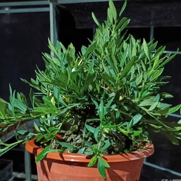 栀子花 【浙雀】  国产小叶新品种庭院常绿盆景盆栽材料植物花卉