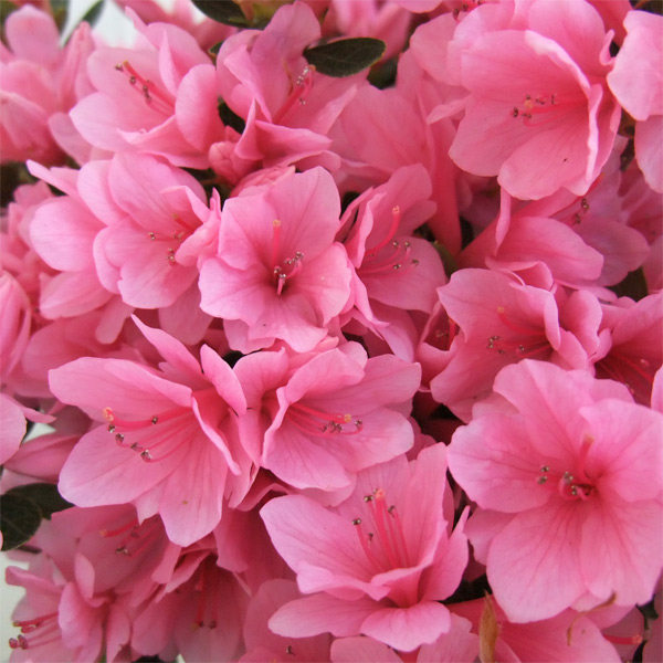 久留米杜鹃麒麟东洋杜鹃蜡皮杜鹃东鹃春鹃盆景盆栽杜鹃日本杜鹃花,鲜花速递/花卉仿真/绿植园艺,绣球/木绣球/木本植物,淘宝优惠券,粉丝福利购,淘宝优惠卷