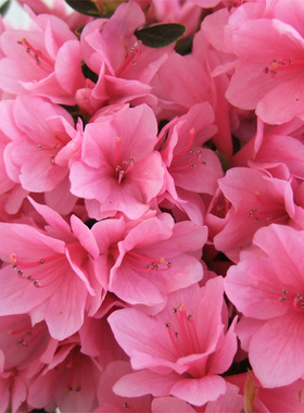 久留米杜鹃麒麟东洋杜鹃蜡皮杜鹃东鹃春鹃盆景盆栽杜鹃日本杜鹃花