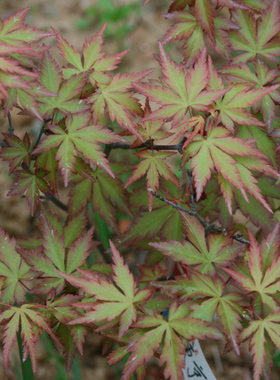 东京八房Acer palmatum ‘Tokyo yatsubusa' 日本枫树
