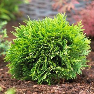 针叶树 北美香柏 达尼卡 进口新品种庭院花卉苗木常绿树