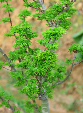 狮子头Acer palmatum' Shishigashira'日本枫树