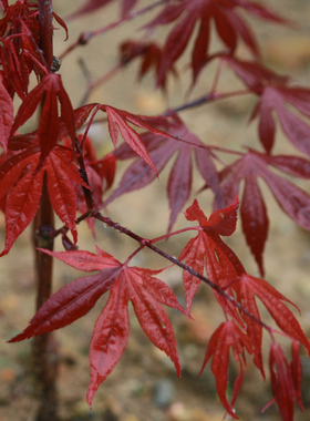 藤波锦 amoenum‘Fujinami nishiki' 日本枫树