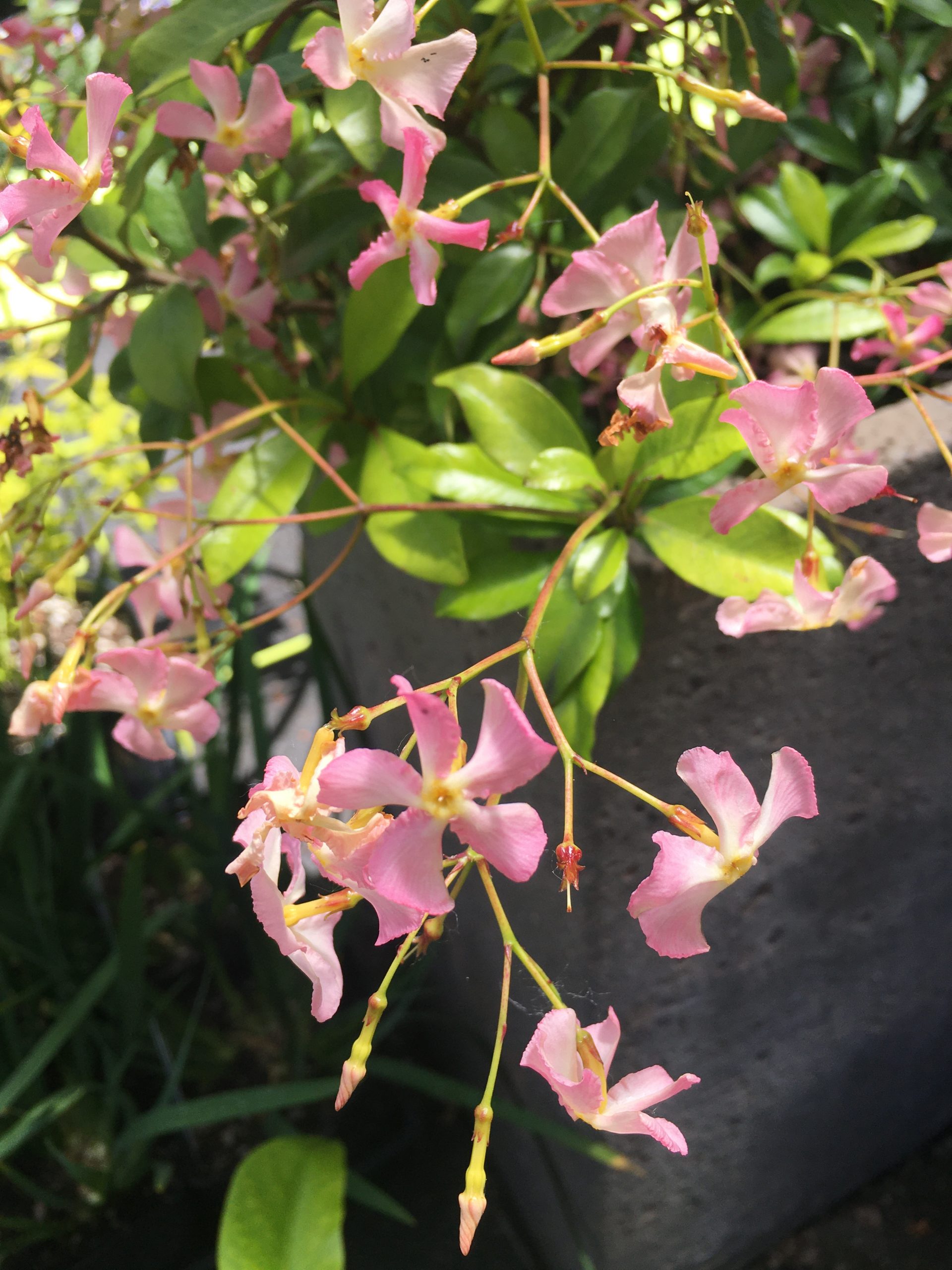 风车茉莉粉色爬藤植物络石藤庭院室内外阳台好养四季开花盆栽花卉