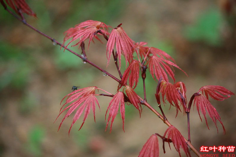 红叶景园日本枫树观叶