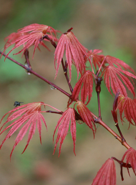 东紫 Acer matsumurae ‘Azuma murasaki' 日本枫树