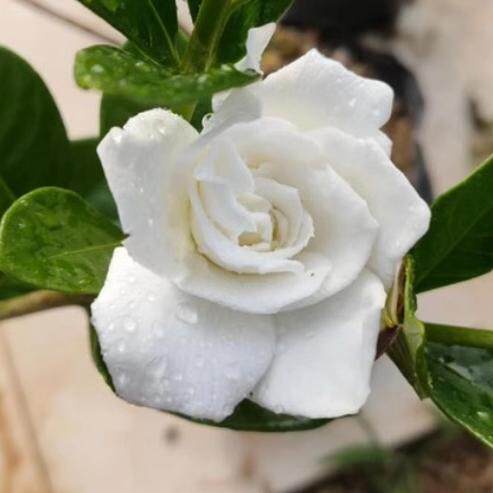 法莲栀子花：重瓣花花型优美浓香常绿以观叶观果适合造型盆景材料