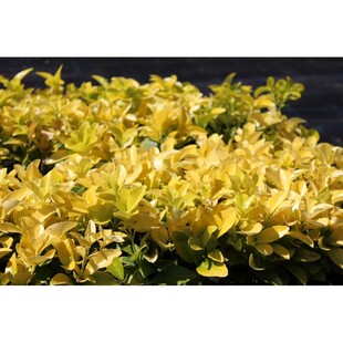 大叶黄杨 卫矛【 爱尔多拉多】 Euonymus japonicus El Dorado【