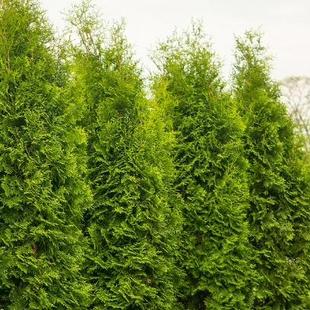 针叶树 北美香柏 布拉班特之王 进口新品种庭院花卉苗木常绿树种