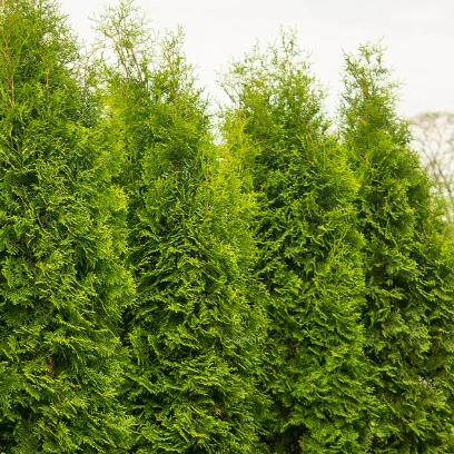 针叶树 北美香柏 布拉班特之王 进口新品种庭院花卉苗木常绿树种